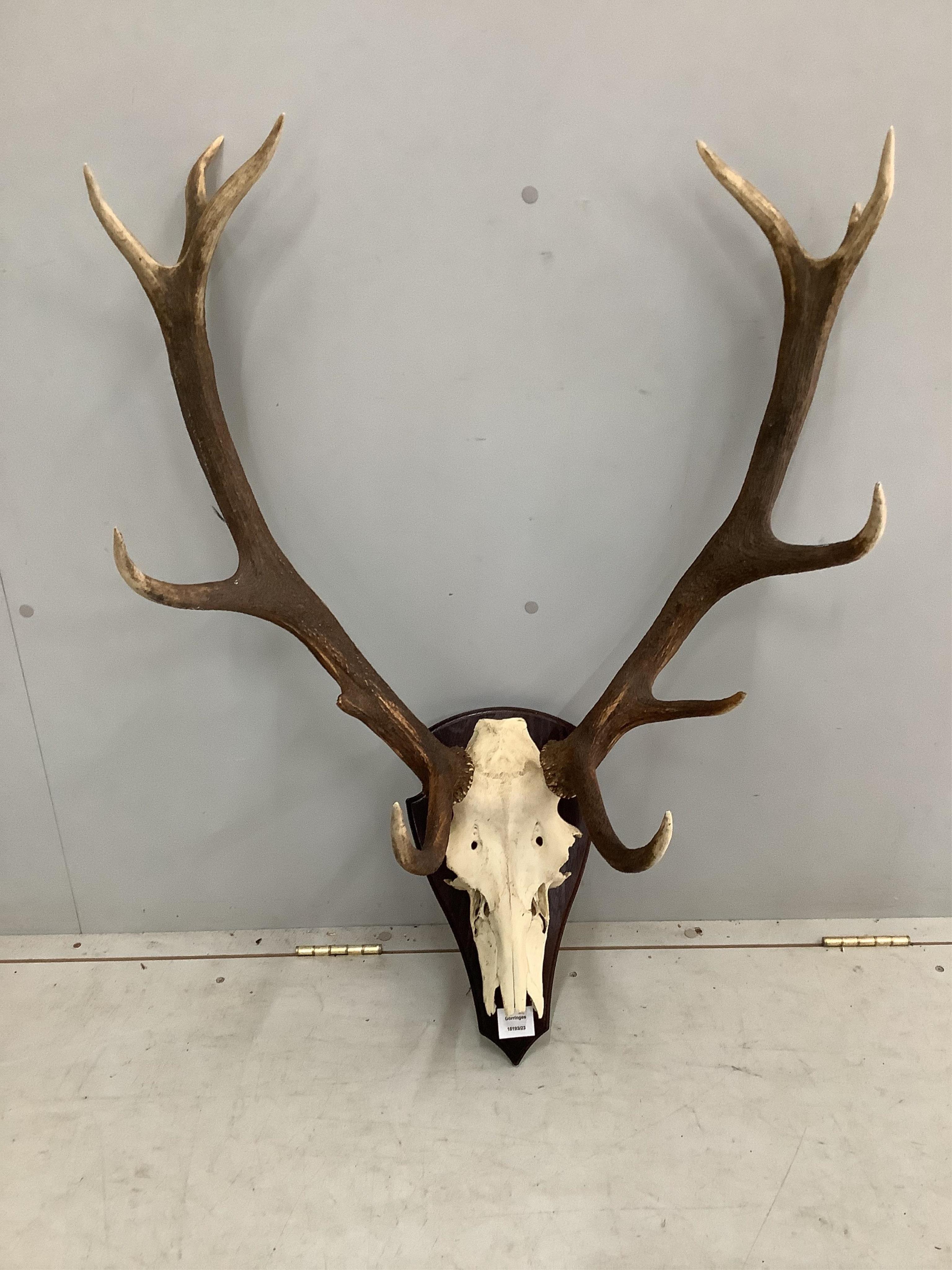 A taxidermy stag skull with antlers on shield shape backplate, height 86cm